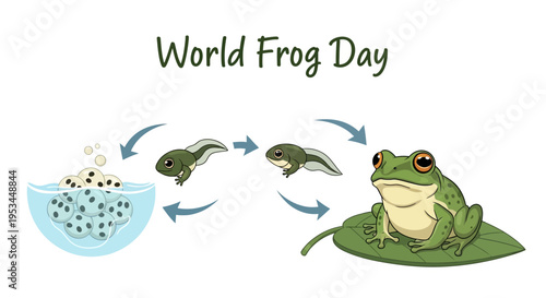 Illustration showing the life cycle of a frog for World Frog Day with a vector design concept promoting amphibian conservation awareness.