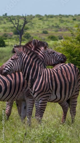 Plains Zebras Herd on Lush Savanna Grassland