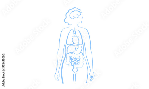 Internal Organs Sketch