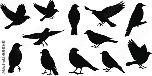 Bird silhouettes collection, flying and perched birds, wildlife set, black isolated vector, nature illustration, avian species, wings spread poses