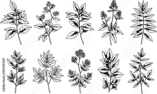 Botanical illustrations of various plant species in black and white