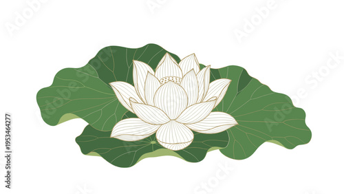 Elegant white lotus flower in full bloom resting on large green lily pads isolated on a plain white background for spa and wellness.