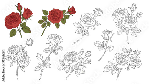 Set of hand drawn rose illustrations including fully bloomed flowers and buds in red color and black and white line art styles.