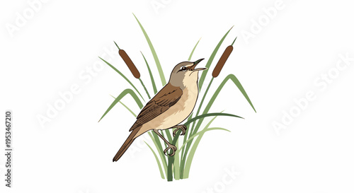 A brown bird sings among tall green reeds and brown cattails