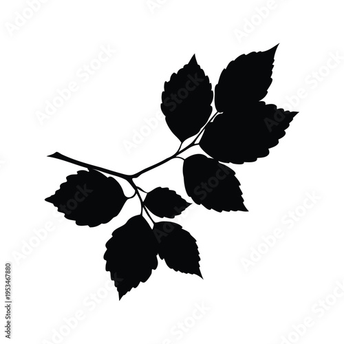 Black and white illustration of a branch with leaves, elegant silhouette vector design, beech branch silhouette vector illustration