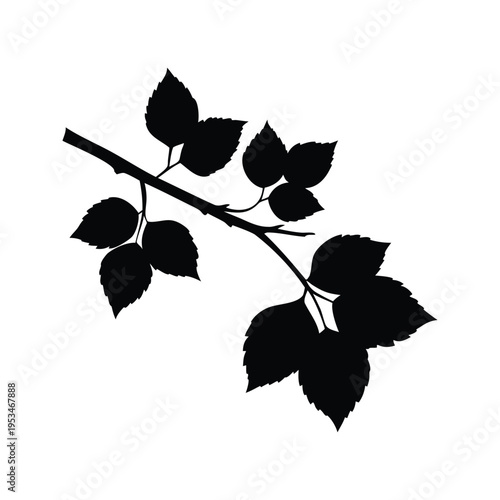 Silhouette of leaf branch with multiple leaves, elegant vector illustration design, birch branch silhouette vector illustration