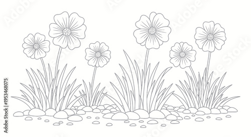 Colorful Poppies in Full Bloom.