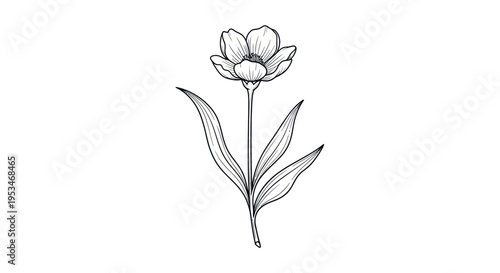 Detailed drawing of a single flower.