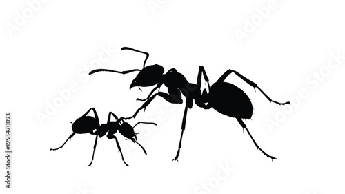 Two ants interacting a striking black form detailed silhouette