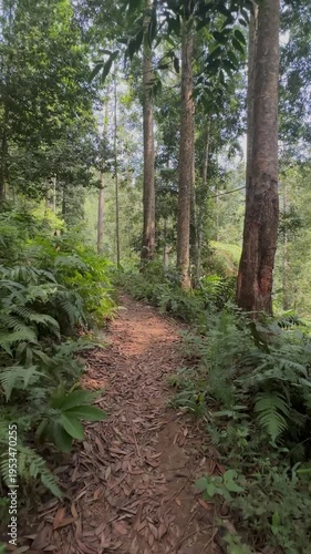 POV footage walking on a serene forest path through lush tropical jungle, evoking a sense of calm and nature's beauty. Ideal for relaxation, mindfulness, and virtual escapes into wilderness.