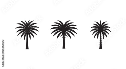 Three black palm trees on white background  tropical plants  palm trees
