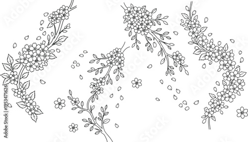 Hand drawn cherry blossom with branch and leaves doodle vector outline style, , isolated on white background. Spring sakura.
