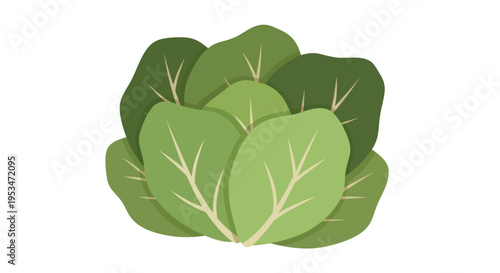 Green leafy vegetable plant closeup.