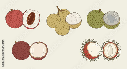 Exotic Lychee Fruits Collection: Whole and Halved, Different Varieties, Hand-Drawn Style