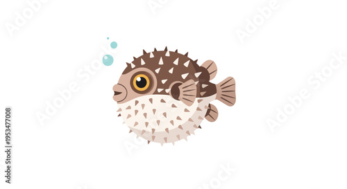 Puffed up puffer fish swimming solo.
