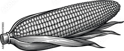 Corn on the cob vintage engraving illustration, detailed hand drawn maize, agricultural crop design, organic food concept, classic botanical style