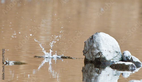 Action Sequence: Male Kingfisher diving into the river and emerging back to a rock.