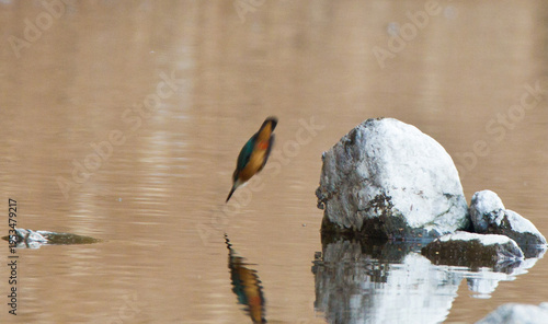 Action Sequence: Male Kingfisher diving into the river and emerging back to a rock.
