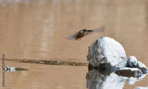 Action Sequence: Male Kingfisher diving into the river and emerging back to a rock.