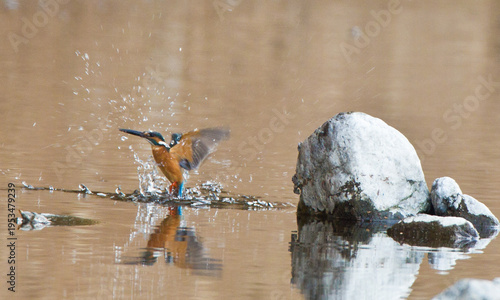 Action Sequence: Male Kingfisher diving into the river and emerging back to a rock.