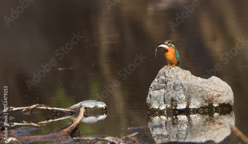 Action Sequence: Male Kingfisher diving into the river and emerging back to a rock.