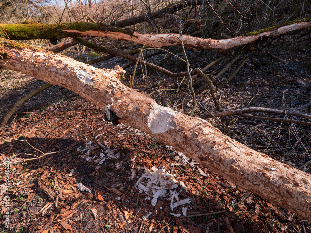 Fototapeta premium Beaver gnawed tree log with fresh wood chips on ground, clear sign of beaver activity and natural wood cutting in forest ecosystem.