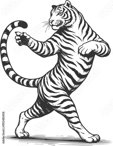 Boxing tiger anthropomorphic wild animal vintage engraving illustration