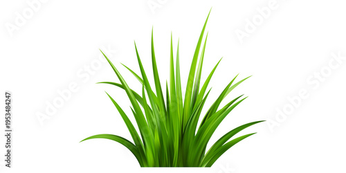 Canvas Print grass isolated on white background/Lush wild grass with small yellow flowers isolated on a white background, lush green grass tufts, grass illustration