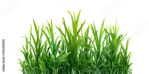 grass isolated on white background/Lush wild grass with small yellow flowers isolated on a white background, lush green grass tufts, grass illustration.