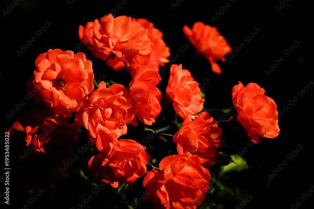 Obraz premium A bush with bright red flowers against a dark background. 