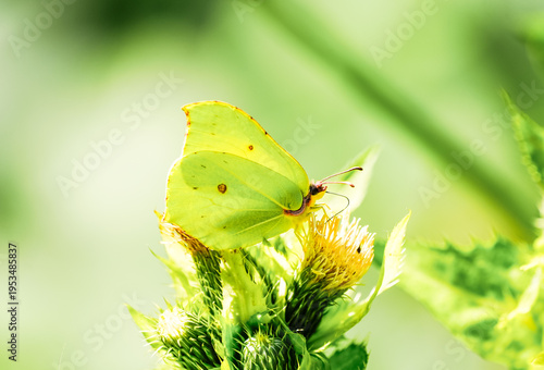 Brimstone butterfly in nature. Yellow butterfly in close-up. Gonepteryx rhamni.
