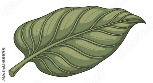 Large Green Leaf with Veins.