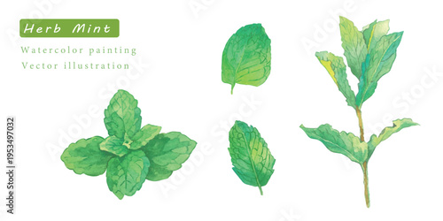 水彩で描いた瑞々しいハーブのベクターイラスト素材セット