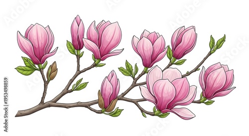 Branch with pink magnolia blooms and emerging green leaves