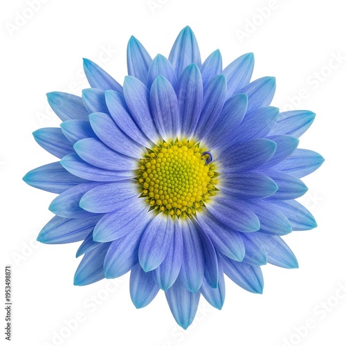 Blue daisy flower with yellow center and a bee
