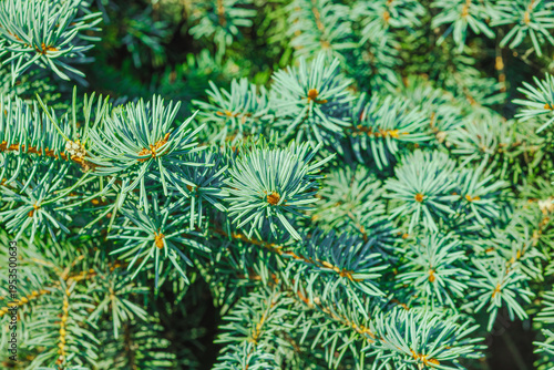 Blue spruce (Picea pungens) conifer branch with sharp needles and detailed texture. Evergreen tree