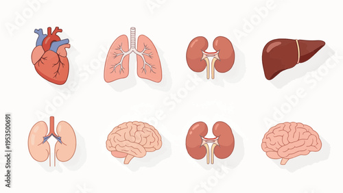 An artistic vector collection featuring a human heart anatomy set and organic fruit icons like apples arranged in a seamless cartoon pattern for medical illustration or Valentine design