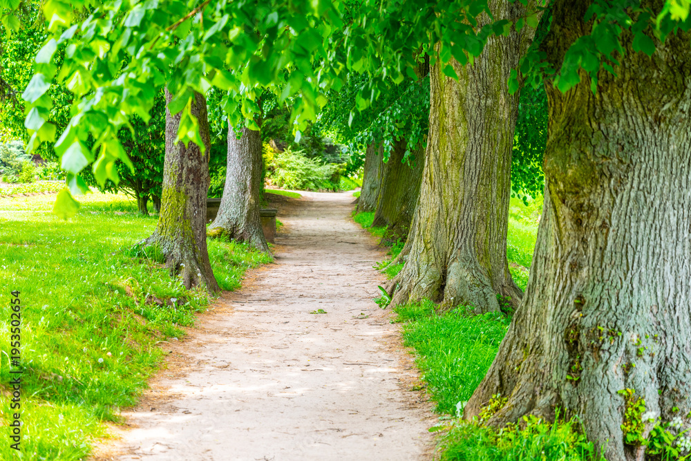 Fototapeta premium The path in Jirsakovy sady leads through trees near the confluence of the Elbe and Orlice rivers. People stroll along the walkway enjoying nature and greenery.