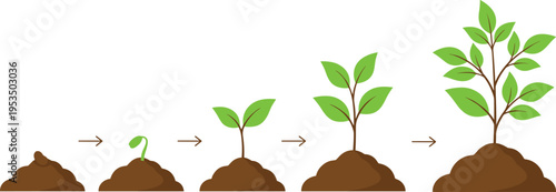 Plant growth stages with arrows from seed to mature tree, nature development concept, green vector illustration for gardening, agriculture, ecology and life cycle