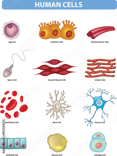illustration of Human Cell Types Illustration Set