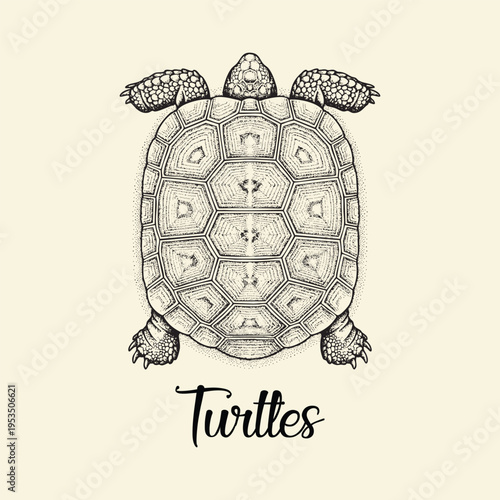 A vintage style black and white ink illustration of a tortoise shell with ornate calligraphy text