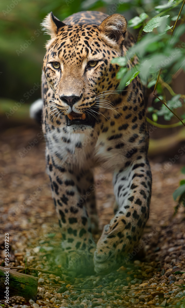 Obraz premium Portrait of Persian leopard in zoo