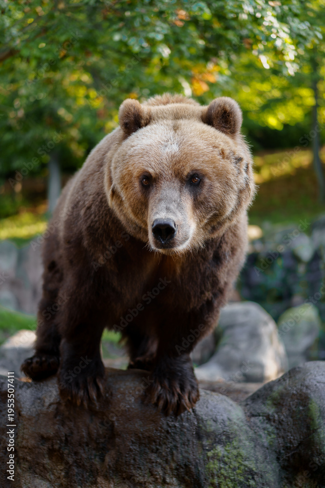 Obraz premium Kamchatka brown bear on rock