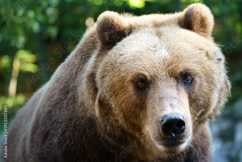 Kamchatka brown bear on rock