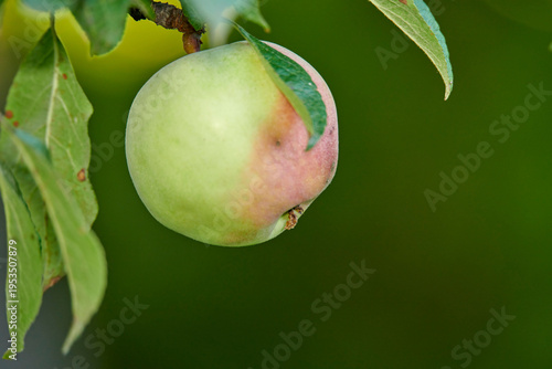 Agriculture, tree and apple growth in nature for food production, sustainability and cultivation. Space, orchard farming and organic fruit in countryside for natural produce, pomology and nutrition