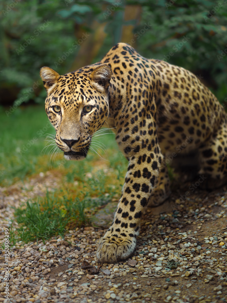 Obraz premium Portrait of Persian leopard in zoo