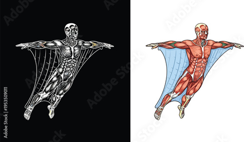 Two illustrations of a human figure in a wingsuit, one monochrome and one colored, revealing detailed muscle anatomy.