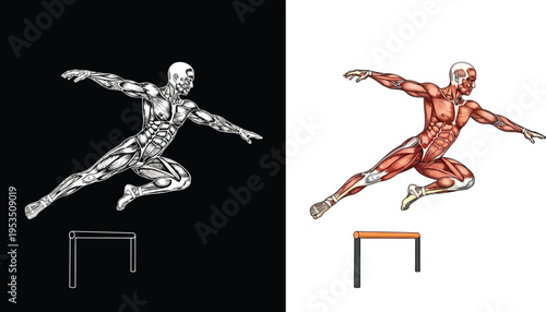 Anatomical illustration of a muscular human figure jumping over a hurdle, presented in both grayscale and colored versions.