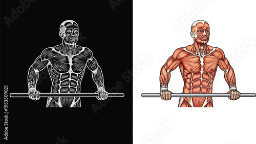 Detailed anatomical illustration of a male torso showing muscles and bones while holding a horizontal bar, presented in both monochrome and color.