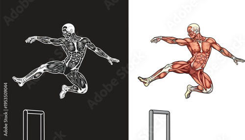 Detailed anatomical illustration of a jumping human figure showcasing musculature and skeletal structure, presented in monochrome and color variations.